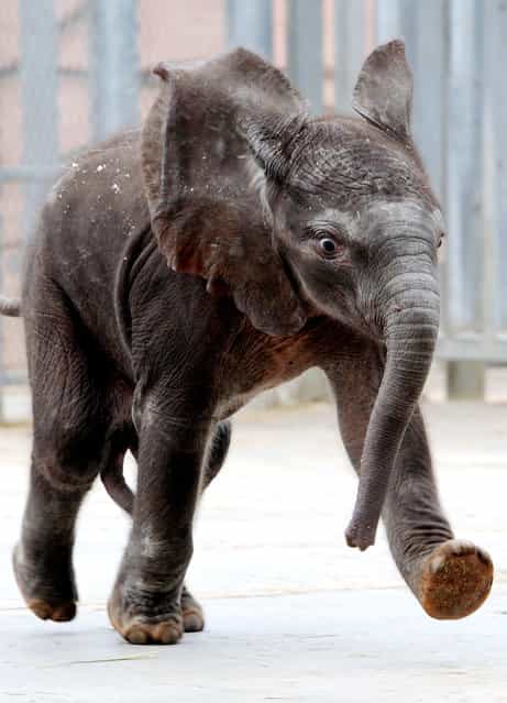 Rungwe, the first elephant born from artificial insemination in France, takes its first steps, on August 6, 2012 at the Beauval zoo, in Saint-Aignan-sur-Cher, central France. The African elephant, named after a volcano in Tanzania, was born on July 20 after a gestation of about 23 months. This is the first small for her mother, N'Dala, 23. (Photo by Jean-francois Monier/AFP)
