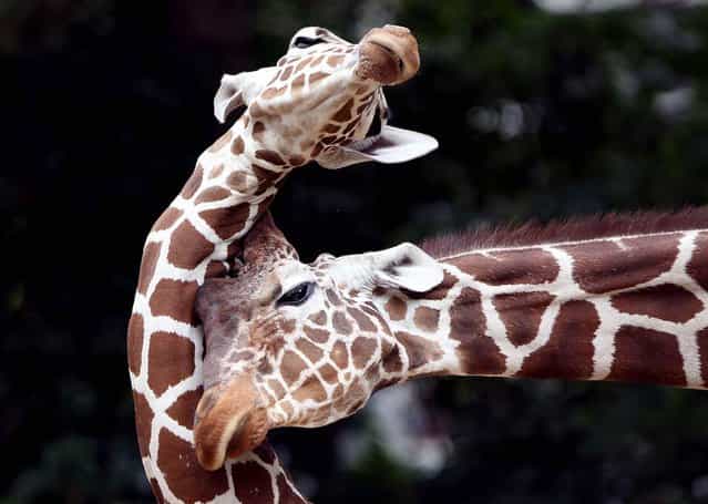 Two reticulated giraffes play at the Zoo in Cologne, Germany. In the wild, giraffes live in sub-Saharan Africa. (Photo by Oliver Berg/AFP)