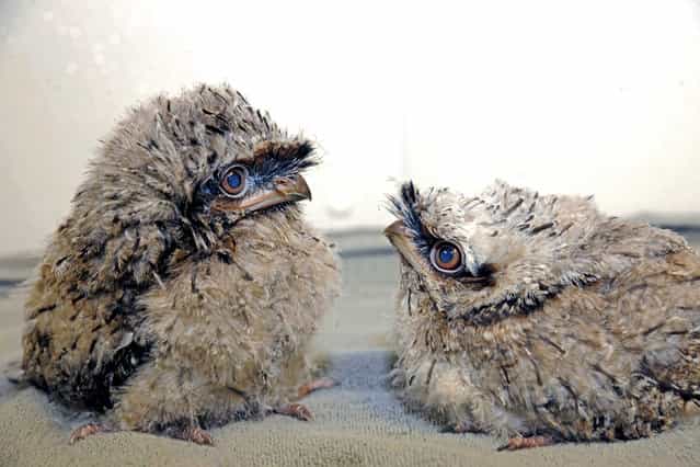 August 2, 2012 photo provided by the Chicago Zoological Society, two tawny frogmouth chicks hatched on July 9 and 11 are seen at Brookfield Zoo in Brookfield, Ill. They are now a little over 3 weeks old and are being handreared by zookeepers because the parents abandoned the nest after only a few weeks of incubating the eggs. To give the chicks a chance at surviving, a decision was made to pull the eggs and put them in an incubator, located in an off exhibit area at the Zoo. (Photo by Jim Schulz/AP)