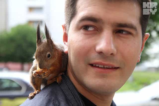 Little squirrel in Minsk worked with the taxi driver