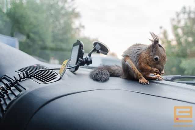 Little squirrel in Minsk worked with the taxi driver