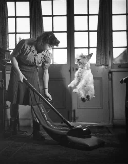 Asta, a wire-haired terrier, jumps to avoid being vacuumed up, 1949. (Photo by Kurt Hutton)