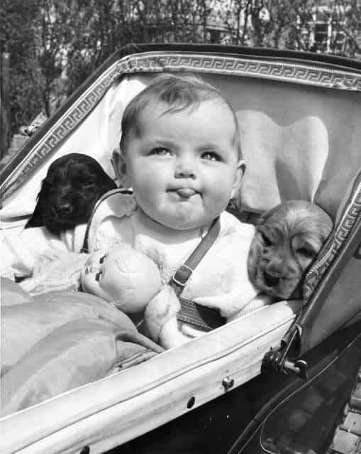 Seven month old Christine Joy shares her pram with two 5 week old Gunsure Golden Cherry's cocker spaniel pups from Gunsure Kennels in Ashford, Middlesex. 22nd May 1953. (Photo by Fred Morley/Fox Photos)