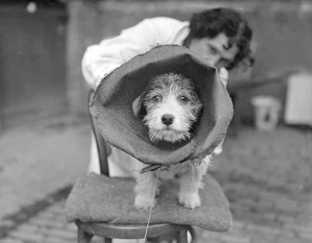 A terrier at the Royal Veterinary College, London is wearing a large canvas collar to prevent him interfering with bandages on his tail after an operation on it. 3rd February 1933. (Photo by William Vanderson/Fox Photos)