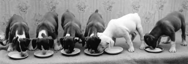 A line of boxer puppies drinking milk from their bowls. An all-white one deicides to pinch some of his neighbours food. 19th October 1962. (Photo by Fred Morley/Fox Photos)