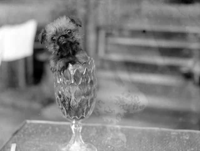 A tiny griffon Bruxellois dog manages to fit comfortably into a small vase, 1926. In spite of its size they are traditionally bred to catch rats. (Photo by Fox Photos)