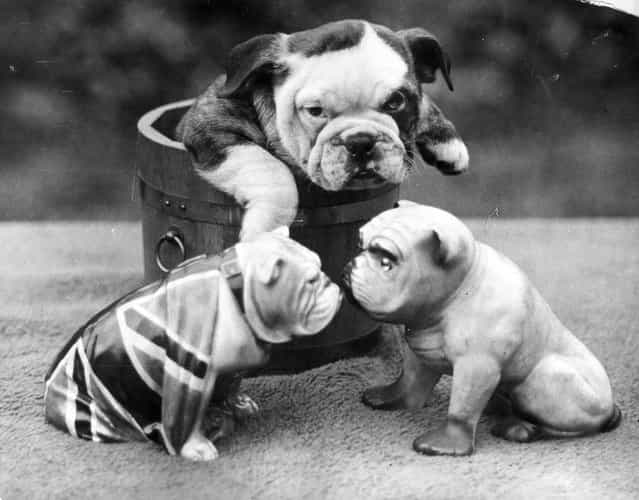 A bulldog puppy contemplates two china bulldogs from the safety of a wooden tub, circa 1930. (Photo by Express/Express)