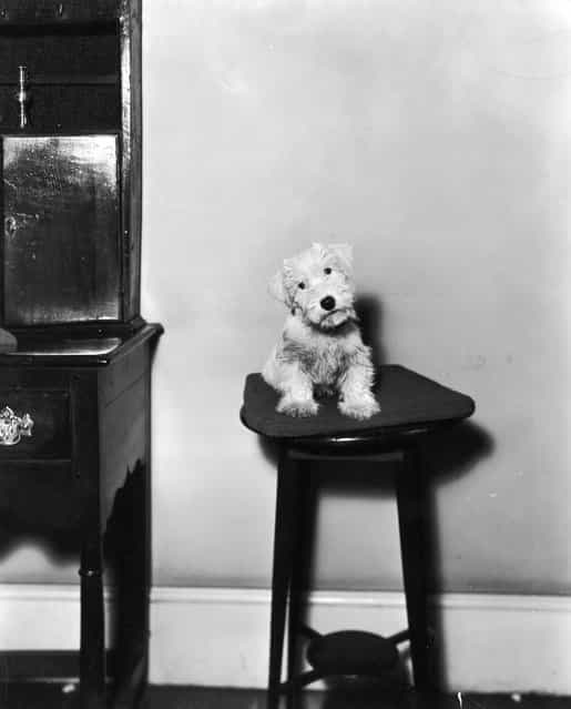 A forlorn looking Cairn terrier perched on a stool, 1933. He was the subject of animal artist Cecil Alden at the time of this photograph. (Photo by Sasha)