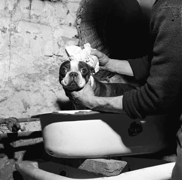A Boston terrier being washed in a small bath tub, circa 1955. (Photo by Al Barry/Three Lions)