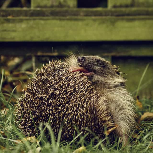 Licking the prickles.
