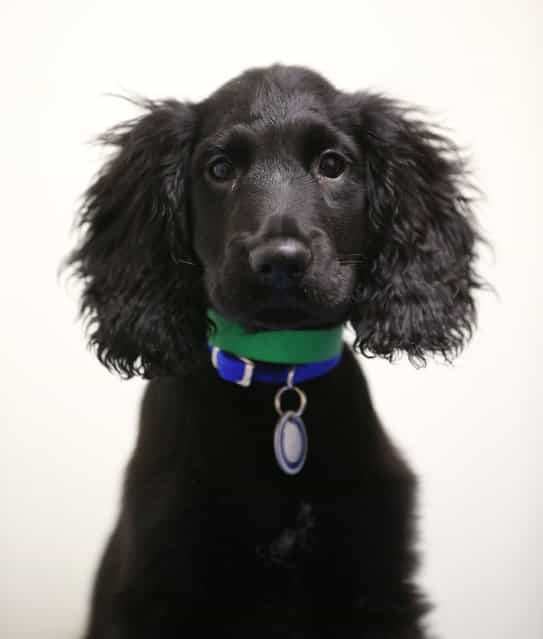 Turnip, a cocker spaniel found abandoned earlier today, is looked after at Battersea Dogs and Cats Home on December 27, 2012 in London, England. The home was founded 150 years ago and has rescued, reunited and rehomed over three million dogs and cats. The average stay for a dog is just 28 days although some stay much longer. Around 550 dogs and 200 cats are provided refuge by Battersea at any given time. (Photo by Peter Macdiarmid)