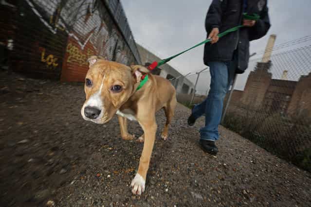 Misletony, a dog abandoned two days before Christmas, is exercised at Battersea Dogs and Cats Home on December 27, 2012 in London, England. The home was founded 150 years ago and has rescued, reunited and rehomed over three million dogs and cats. The average stay for a dog is just 28 days although some stay much longer. Around 550 dogs and 200 cats are provided refuge by Battersea at any given time. (Photo by Peter Macdiarmid)