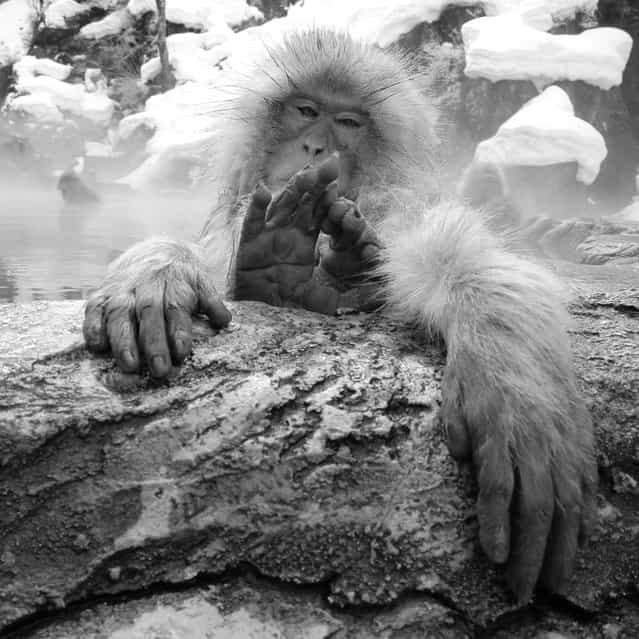 Relax. Snow monkey at [Jigokudani hot-spring] in Nagano, Japan. (Kiyoshi Ookawa)