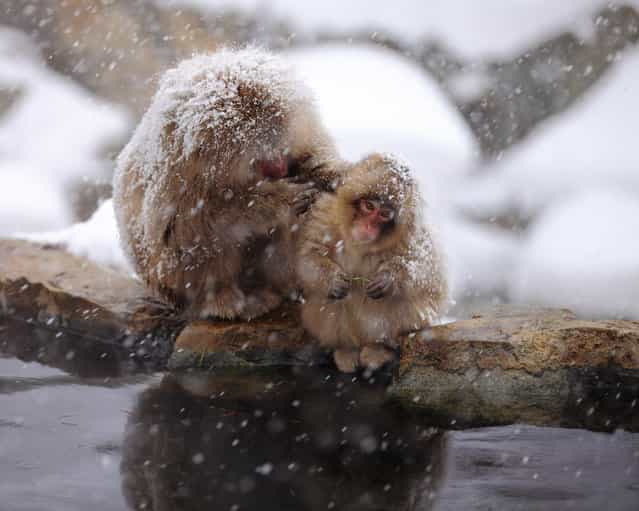 Mother and Child. Snow monkey at [Jigokudani hot-spring] in Nagano, Japan. (Kiyoshi Ookawa)