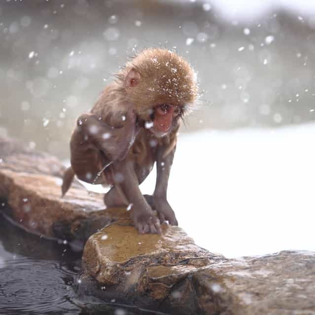 Child in the Snow. Snow monkey at [Jigokudani hot-spring] in Nagano, Japan. (Kiyoshi Ookawa)