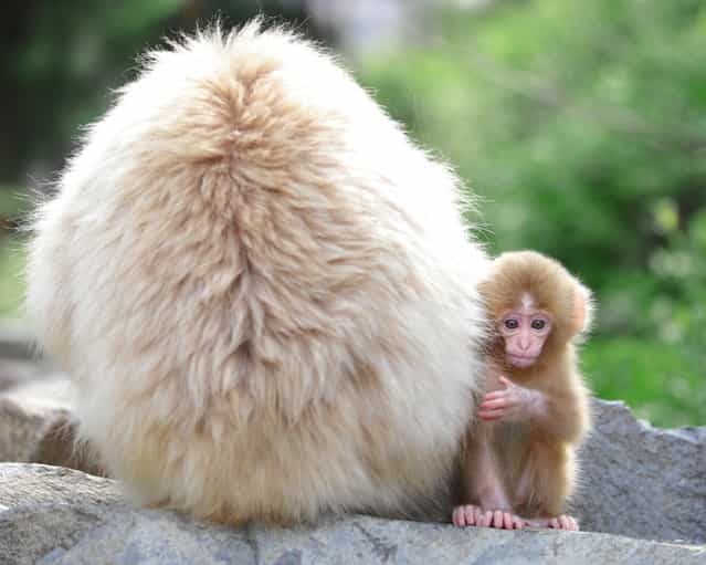 Hello Baby!!! Snow monkey at [Jigokudani hot-spring] in Nagano, Japan. (Kiyoshi Ookawa)