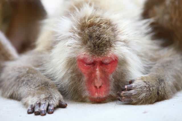 Take a Nap. Snow monkey at [Jigokudani hot-spring] in Nagano, Japan. (Kiyoshi Ookawa)
