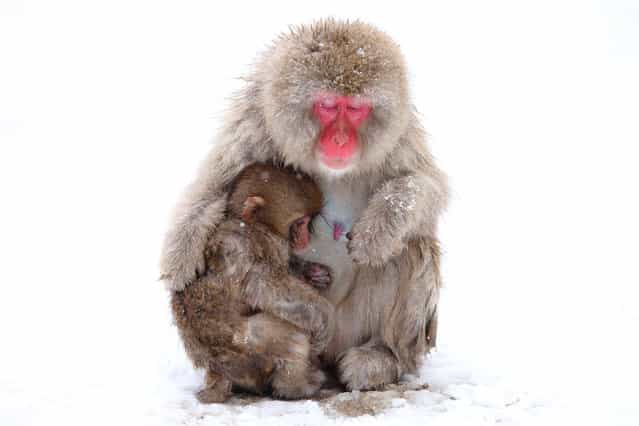 Lovely Mother and Baby. Snow monkey at [Jigokudani hot-spring] in Nagano, Japan. (Kiyoshi Ookawa)
