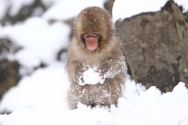 Child Monkey is Making a Snow Ball. Snow monkey at [Jigokudani hot-spring] in Nagano, Japan. (Kiyoshi Ookawa)