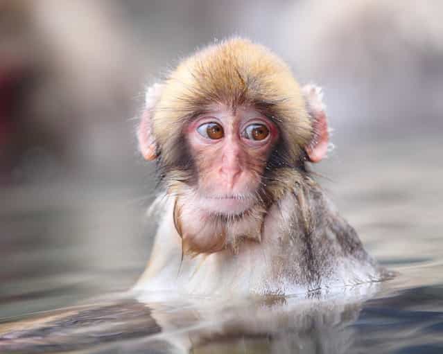 Bathing Little Child in a Hot Spring. Snow monkey at [Jigokudani hot-spring] in Nagano, Japan. (Kiyoshi Ookawa)