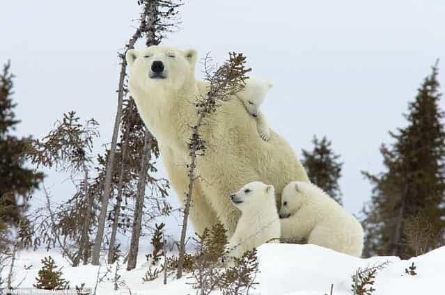 Family Of Polar Bears