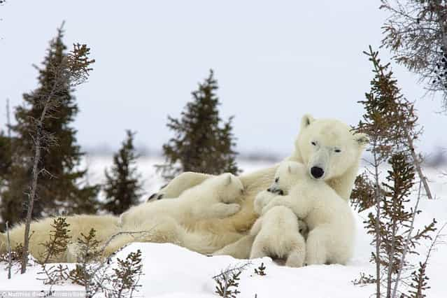 Family Of Polar Bears