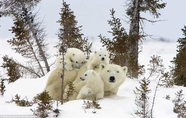 Family Of Polar Bears