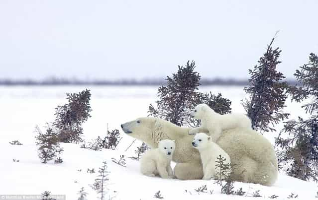 Family Of Polar Bears