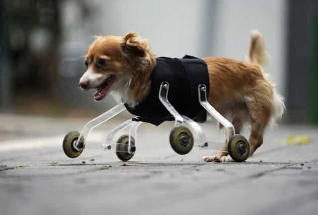 Hoppa, a four-year-old mixed breed dog born without front legs, uses a prosthetic device to walk outside in the central Israeli city of Tel Aviv February 28, 2010. The device was invented especially for Hoppa by a animal-loving art student, who hopes his wheeling device will improve the lives of pets born with abnormalities or with amputated limbs. (Photo by Amir Cohen/Reuters)