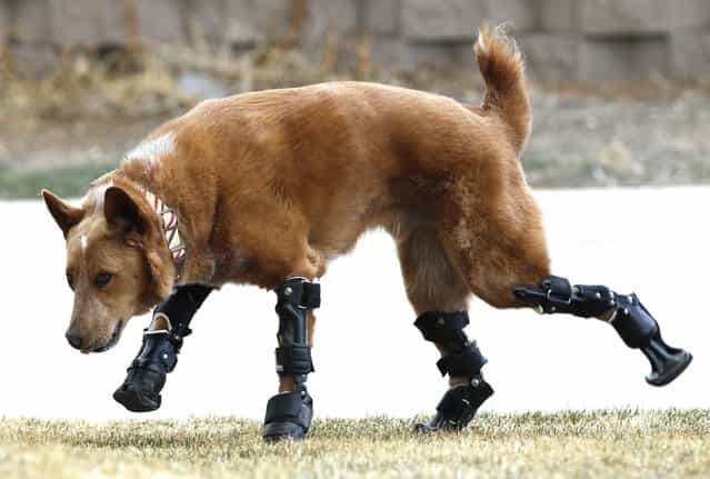 Naki'o, a mixed-breed dog with four prosthetic devices, goes for a run in Colorado Springs April 12, 2013. Naki'o lost all four feet to frostbite when he was abandoned as a puppy in a foreclosed home. (Photo by Rick Wilking/Reuters)