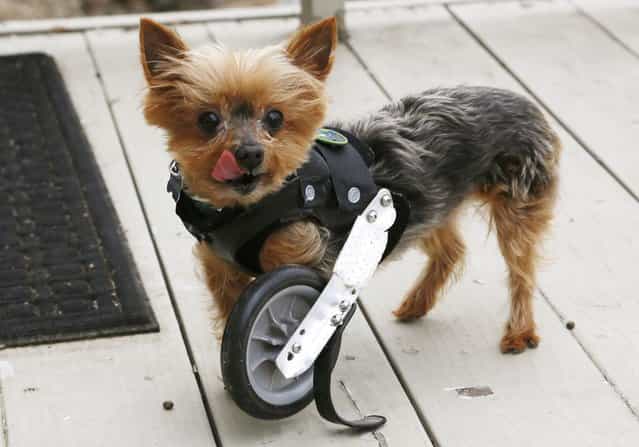 A Yorkshire Terrier named Hope shows off her uni-wheel attached to a doggie vest in Longmont, Colorado April 21, 2013. Hope is missing one limb and is able to walk with the wheel attachment. (Photo by Rick Wilking/Reuters)