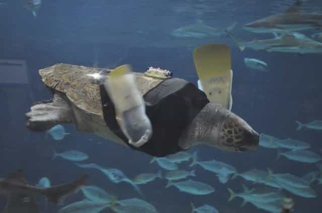 A 25-year-old female loggerhead turtle named Yu swims after receiving her 27th pair of prosthetic flippers at the Suma Aqualife Park in Kobe, western Japan February 11, 2013. Life looked grim for Yu, a loggerhead turtle, when she washed up in a Japanese fishing net five years ago, her front flippers shredded after a brutal encounter with a shark. Now keepers at an aquarium in the western Japanese city of Kobe are fighting to find a high-tech solution that will allow the 25-year-old turtle to swim again, with years of labours and 27 models of prosthetic fins behind them without success. (Photo by Reuters/Suma Aqualife Park)