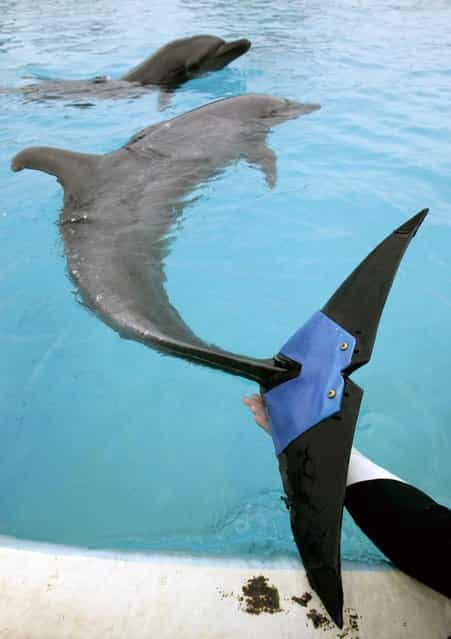 A keeper holds an artificial tail fluke attached to female bottlenose dolphin [Fuji], estimated to be 37-years-old, at Okinawa Churaumi Aquarium in Motobu town on the southern Japanese island of Okinawa February 14, 2007. Fuji lost 75 percent of her tail fluke due to an unknown disease in 2002. The dolphin can swim and jump using the artificial tail fluke, which is believed to be the world's first artificial fin for a dolphin, and was developed by veterinarians and Japan's largest tire maker Bridgestone Co., an aquarium official said. (Photo by Issei Kato/Reuters)