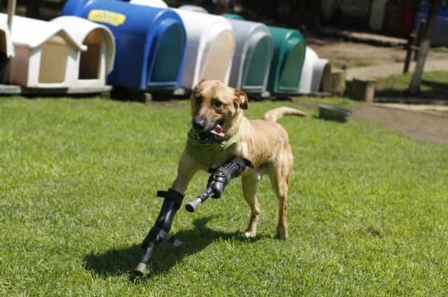 A dog named Pay de Limon (Lemon Pay) runs fitted with two front prosthetic legs at Milagros Caninos rescue shelter in Mexico City August 29, 2012. Members of a drug gang in the Mexican state of Zacatecas chopped off Limon's paws to practise cutting fingers off kidnapped people, according to Milagros Caninos founder Patricia Ruiz. Fresnillo residents found Limon in a dumpster bleeding and legless. After administering first aid procedures, they managed to take him to Milagros Caninos, an association that rehabilitates dogs that have suffered extreme abuse. The prosthetic limbs were made at OrthoPets in Denver, U.S., after the shelter was able to raise over $6,000. (Photo by Tomas Bravo/Reuters)