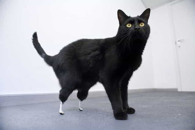 Oscar the cat, which had its hind legs severed by a combine harvester, stands in this undated handout. Two-year-old Oscar can walk again after being fitted with prosthetic limbs in a world-first operation. Oscar was given a pair of artificial limbs by veterinary surgeon Noel Fitzpatrick, using a technique developed by a University College London team. (Photo by Reuters/Handout)