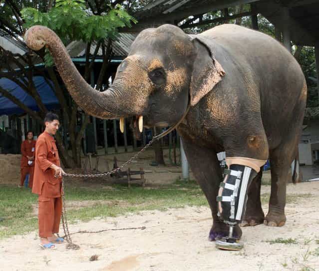 A 48-year-old female elephant named Motala walks on her newly attached prosthetic leg at the Elephant Hospital in Lampang province, north of Bangkok August 16, 2009. Motala's front left leg was maimed after she stepped on a landmine at the Myanmar-Thai border 10 years ago. (Photo by Phichaiyong Mayerku/Reuters)