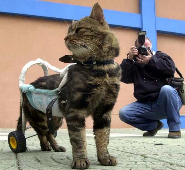 A seven-year-old disabled cat named Cici is helped to walk by a device as she participates in [Cat Show 2002] in the western Turkish city of Izmir, December 29, 2002. Cici was disabled in a traffic accident two months prior. (Photo by Reuters)