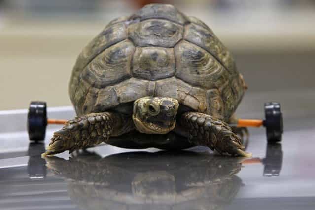 Tzvika, an injured female turtle, walks with the aid of her newly attached wheels at the Wildlife Hospital in the Ramat Gan Safari near Tel Aviv January 5, 2011. About two months ago, Tzvika was run over by a lawn mower and suffered severe damage to her shell, and a spinal injury that affected her ability to use her rear limbs. The wheels, attached by veterinarians at the safari, elevate the turtle to keep the shell from being worn down and enable her to walk. (Photo by Nir Elias/Reuters)