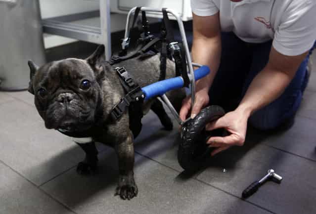 Marco van den Boom installs a wheel of a medical roll car for French bulldog Billy at the headquarters of 'Rehatechnik fuer Tiere' (medical engineering for animals) in the western town of Witten November 9, 2012. Four-year old Billy, whose hind legs are paralyzed since birth, ran for the first time on Friday with the aid of the roll car. [Rehatechnik fuer Tiere] owner Marco van den Boom, custom builds a range of roll cars for disabled or infirm dogs and animals, to help aid their mobility or paralysis needs. (Photo by Ina Fassbender/Reuters)