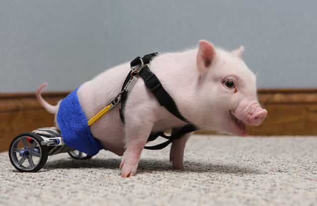 Chris P. Bacon, pictured February 12, 2013, at Eastside Veterinary Hospital in Clermont, Florida, was born without the use of his hind legs. Last month, the pig's owner turned the piglet over to a Clermont vet who decided to help the little guy. Dr. Len Lucero took the pig home and made a wheelchair for him using toy parts. (Photo by Tom Benitez/Orlando Sentinel/MCT)