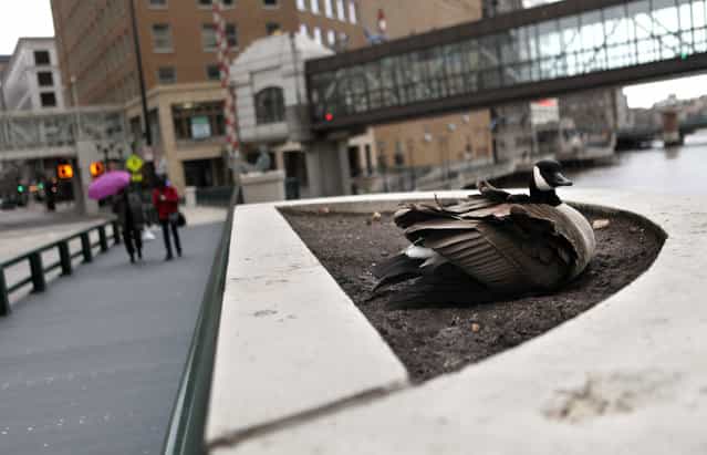 A goose sits atop eggs in a flower bed on the Wisconsin Ave. bridge, Friday, April 19, 2013, feathers ruffled in the cold blowing wind and snowflakes. (Photo by Mike De Sisti)
