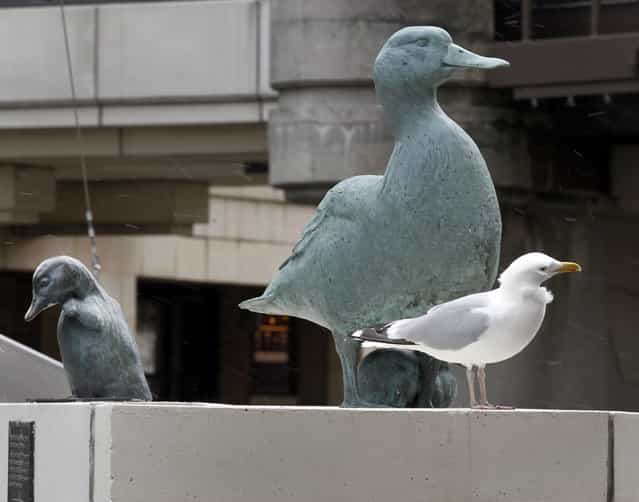 A seagull stands near a memorial of [Gertie the Duck] on the Wisconsin Ave. bridge, Friday, April 19, 2013. (Photo by Mike De Sisti)