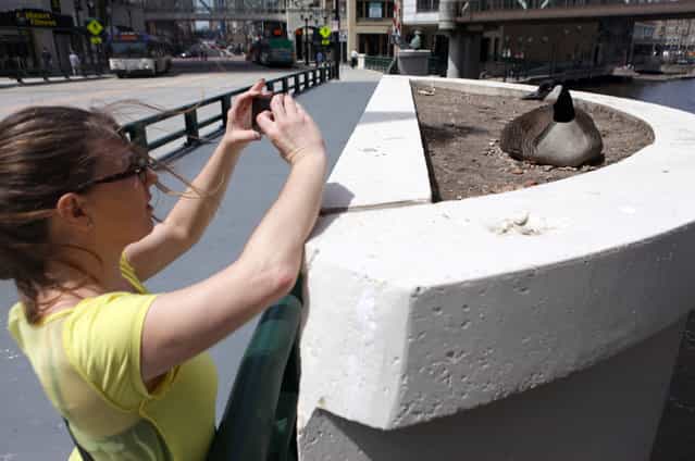 Therese Joyce snaps a photo of a Canada goose that has taken up residence on near the Wisconsin Ave. Bridge on Tuesday, April 30, 2013. (Photo by Mike De Sisti)