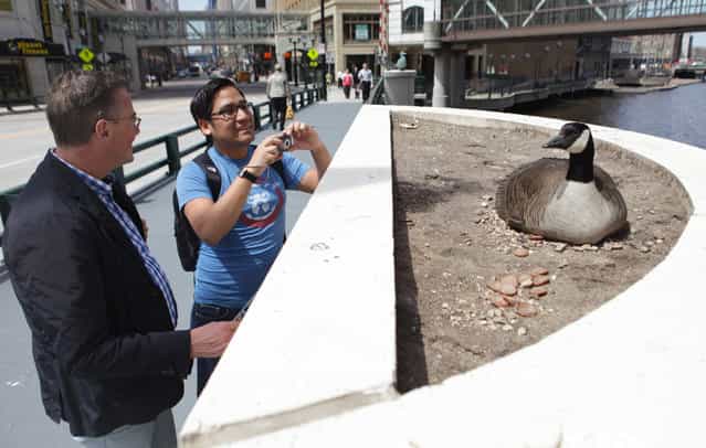 Michael Raschendorfer (left), visiting from Germany and his friend Antonio Barrenechea, visiting from Lima Peru, take look and some photos of a Canada goose that has taken up residence on near the Wisconsin Ave. Bridge on Tuesday, April 30, 2013. (Photo by Mike De Sisti)