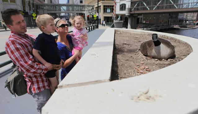 Michael and Michelle Schwade stand with their two kids, Samuel 4, and Ellie 1, while looking at a Canada goose that has taken up residence on near the Wisconsin Ave. Bridge on Tuesday, April 30, 2013. The goose is near to the statues dedicated to Gertie the duck who made international news when she built her nest next to the same bridge in 1945 and captured the attention of Milwaukee at the end of the war. A statue commemorating [Gertie the Duck] sits on the other side of the bridge. The goose has several eggs she is sitting on. (Photo by Mike De Sisti)