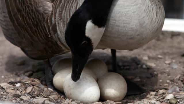 A Canada goose that has taken up residence on near the Wisconsin Ave. Bridge on Tuesday, April 30, 2013, checks her eggs. (Photo by Mike De Sisti)
