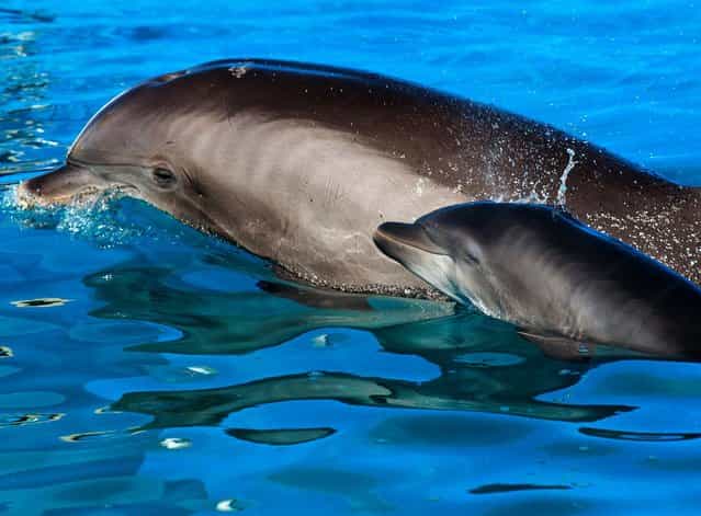 Cascade, a 29-year-old Atlantic bottlenose dolphin, swims with her newborn a calf at SeaWorld San Diego. (Photo by Mike Aguilera/SeaWorld San Diego Via Getty Images)