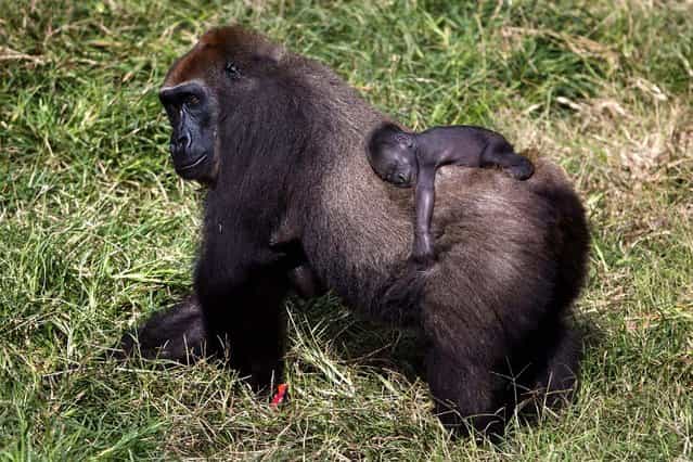 A gorilla with its two-week-old baby roams the Safari Zoo in Ramat Gan, Israel. (Photo by Uriel Sinai/Getty Images)