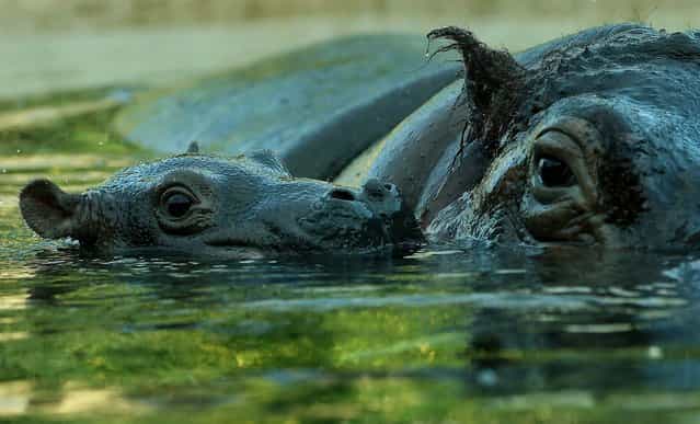 A baby hippopotamus swims with its mother at Zoo in Berlin. (Photo by Sean Gallup/Getty Images)