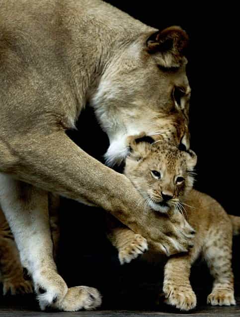 An African lion plays with one of her cubs at the Taronga Zoo in Sydney, Australia. (Photo by Chris McGrath/Getty Images)